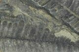 Two Fossil Fern (Pecopteris) Fronds - Mazon Creek #121008-1